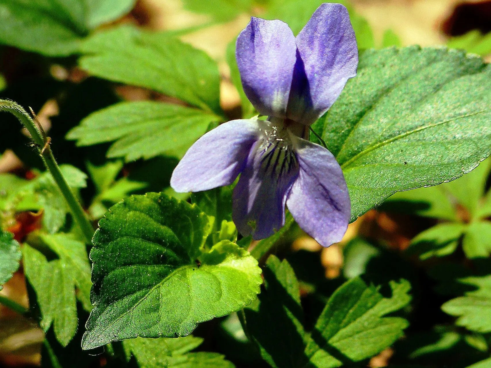 Blau viola mandshurica seedlings wachsend from samen