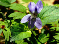 Blau viola mandshurica seedlings wachsend from samen