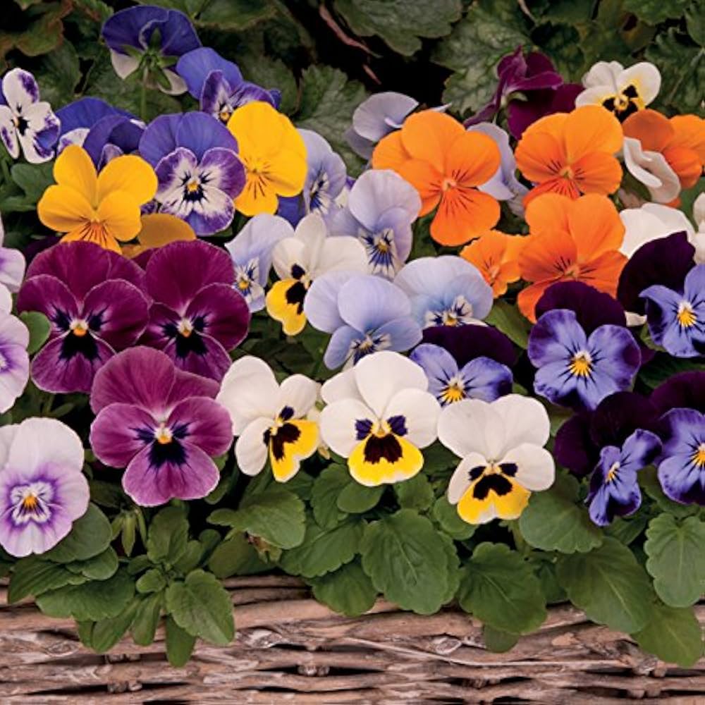 Colorful mixed viola sorbet blume samen for anpflanzung
