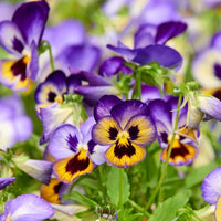 Colorful mixed viola sorbet blume samen for anpflanzung