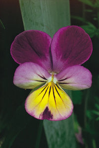 Violett Johnny Blumensamen zur Aussaat – leuchtend Blüten – Traditionssorte & ohne Gentechnik Samen Hausgarten