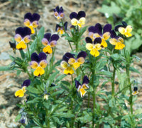 Viola (viola tricolor) samen for anpflanzung in home garten