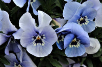 Pansy samen for anpflanzung blau and weiß garten blumen