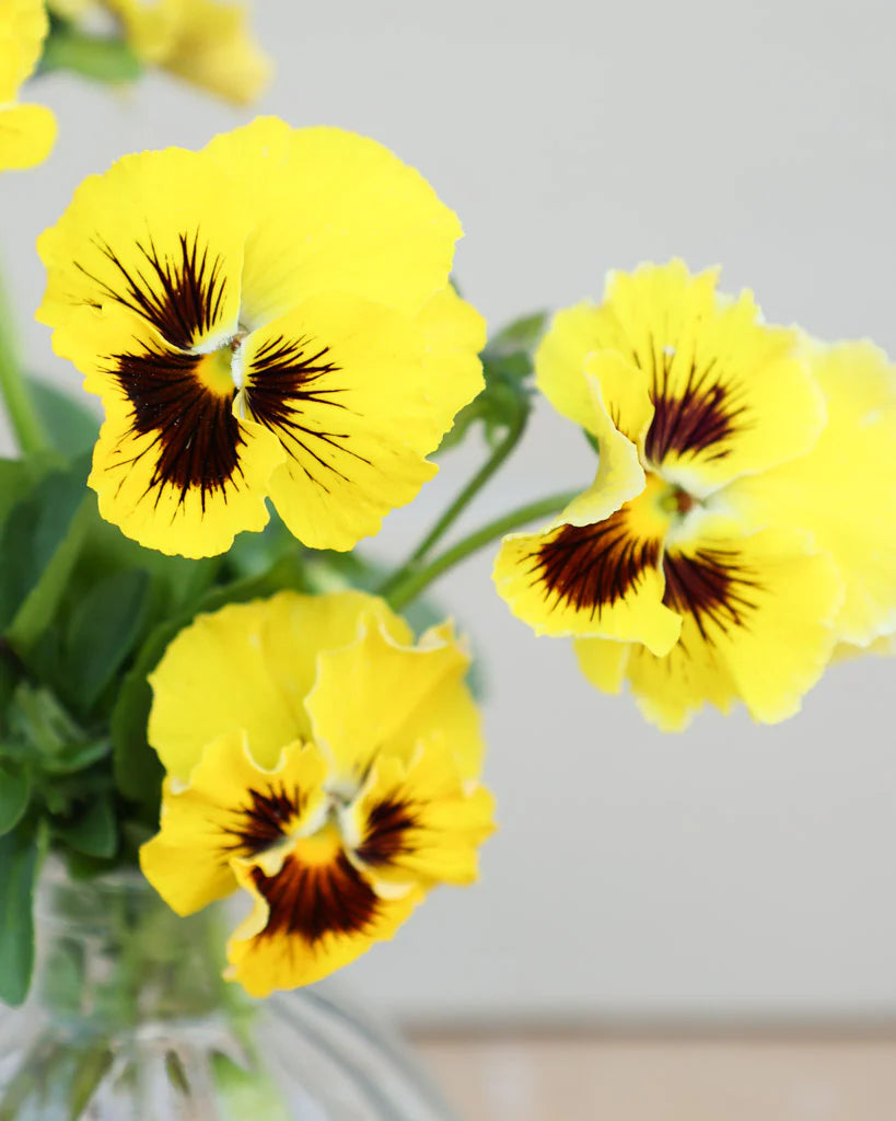 Stiefmütterchen Blumensamen zur Aussaat – ideal Rabatten – Traditionssorte & ohne Gentechnik Samen Hausgarten