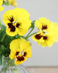 Stiefmütterchen Blumensamen zur Aussaat – ideal Rabatten – Traditionssorte & ohne Gentechnik Samen Hausgarten