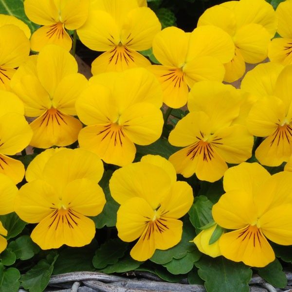 Velour Blumensamen zur Aussaat Garten beliebt Traditionssorte & ohne Gentechnik Samen Hausgarten