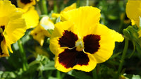 Stiefmütterchen Blumensamen zur Aussaat – ideal Rabatten – Traditionssorte & ohne Gentechnik Samen Hausgarten