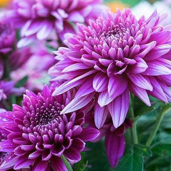Rosa Weiß Chrysantheme Blumensamen zur Aussaat – Drought verträglich – Traditionssorte & ohne Gentechnik Samen Hausgarten