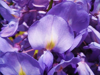 Violet acacia perennial blume samen for anpflanzung