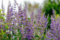 Violet agnus tree seedlings wachsend from samen