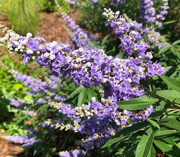 Close-up of violet agnus tree blumen and leaves