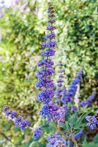 Violet agnus tree in garten landscape