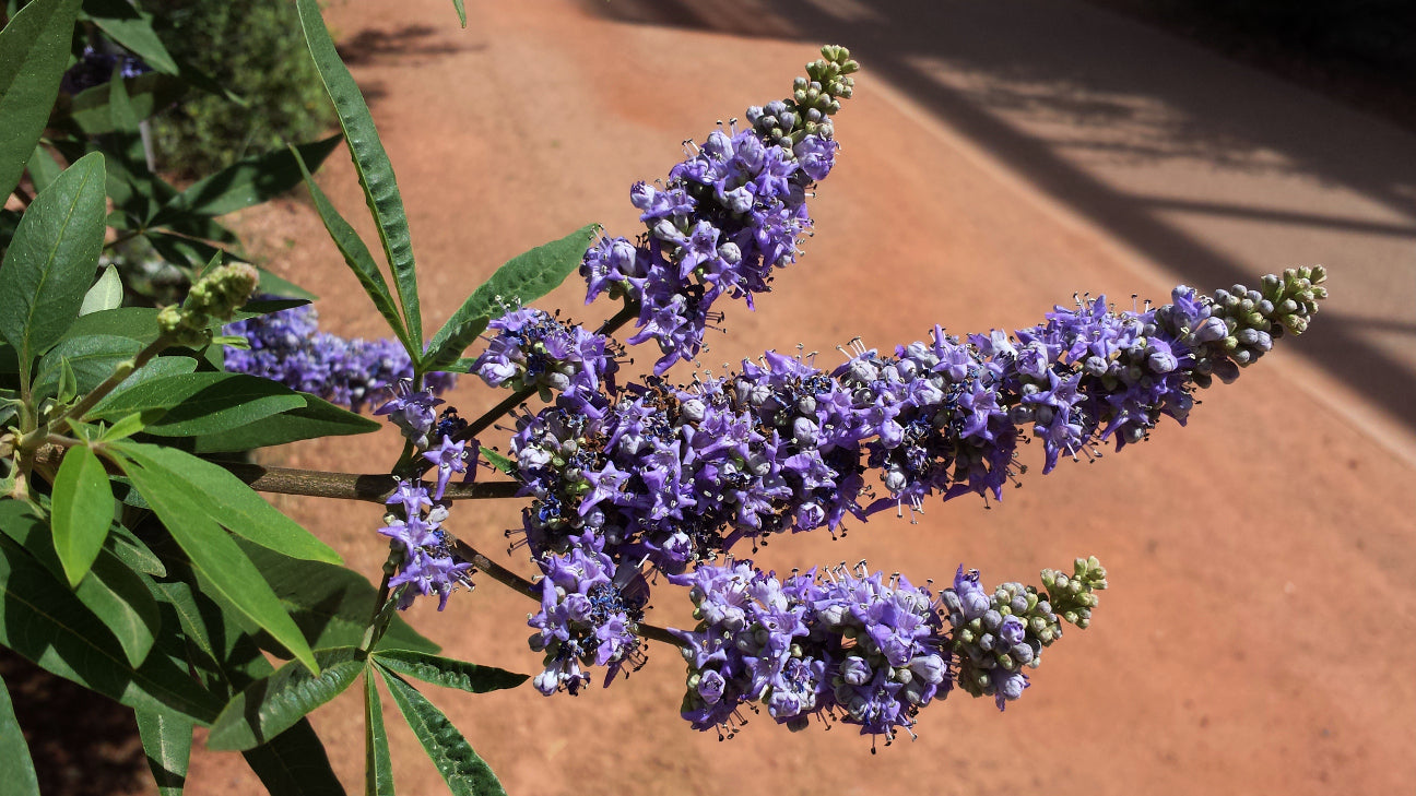 Violet agnus tree samen for ornamental and fragrant anpflanzung