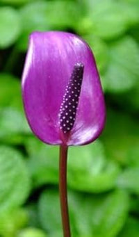 Vibrant violet anthurium blooms in garten