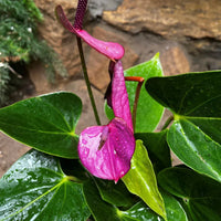 Violet anthurium linden blume samen for elegant garten anpflanzung