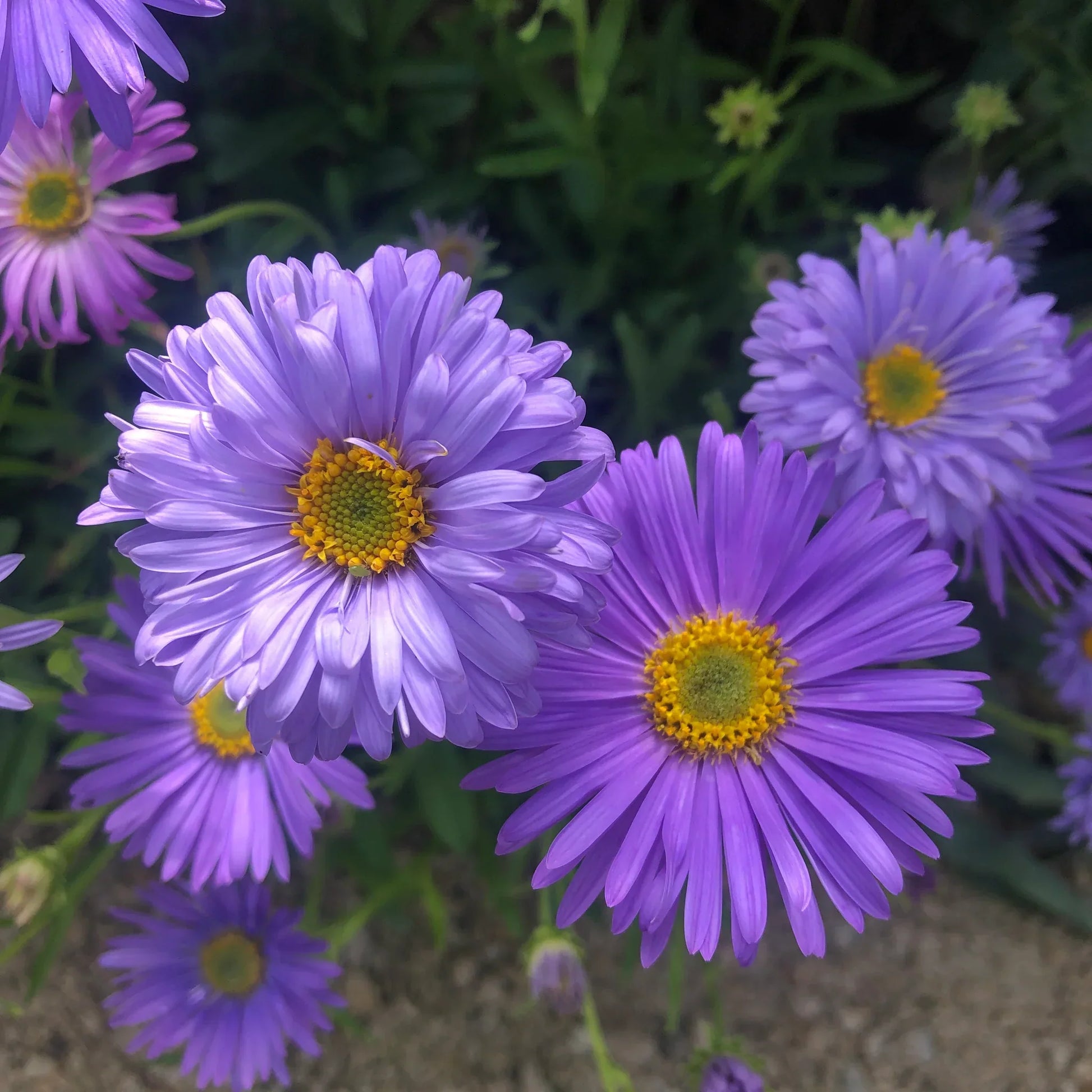 Vibrant violet aster blooms in garten