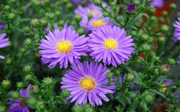Violet aster blume samen