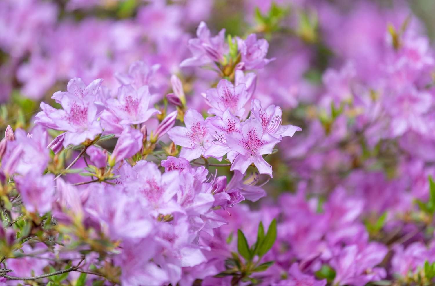 Violet azalea blume samen for anpflanzung