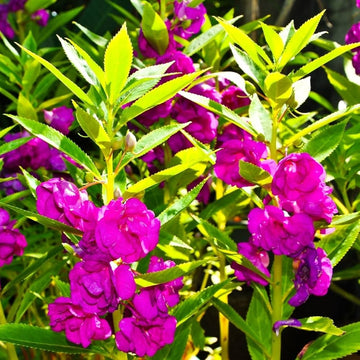 Violet balsamine flowering samen for anpflanzung – non-gmo balsam garten samen