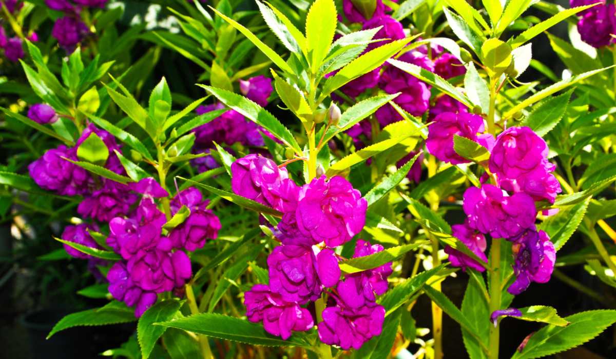 Violet balsamine pflanze samen – summer flowering variety
