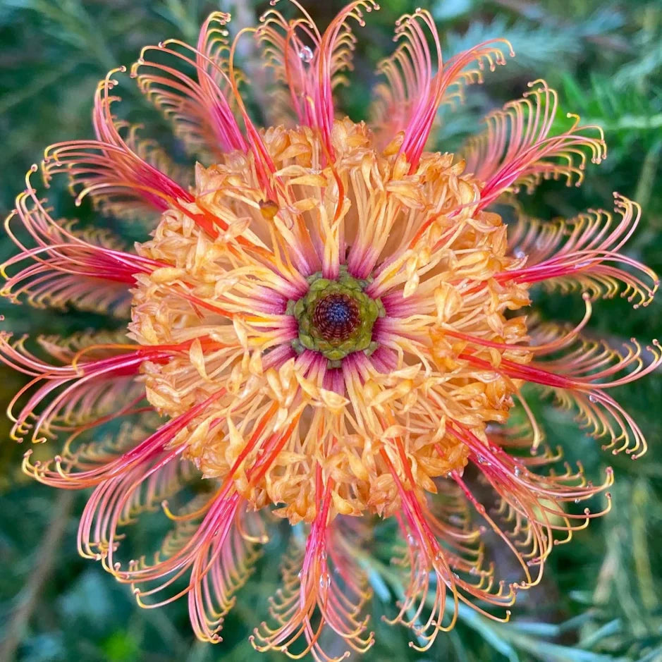 Violet banksia blume samen for anpflanzung