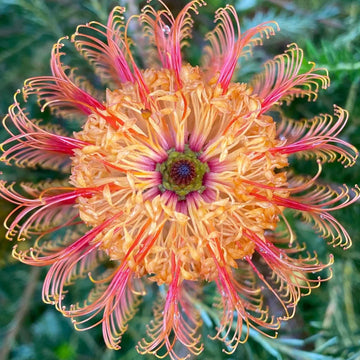 Violet banksia blume samen for anpflanzung