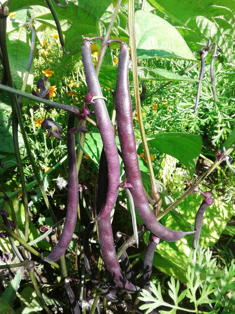Violette bean samen für aussaat in home gardens