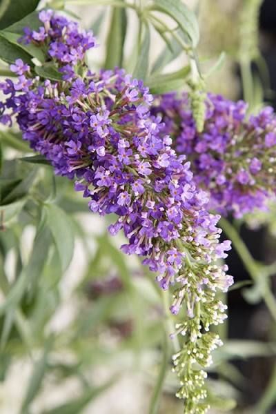 Violet buddleia blume samen for anpflanzung