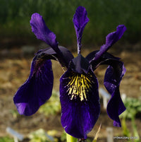 Violet bulleyana blume samen for vibrant garten blooms