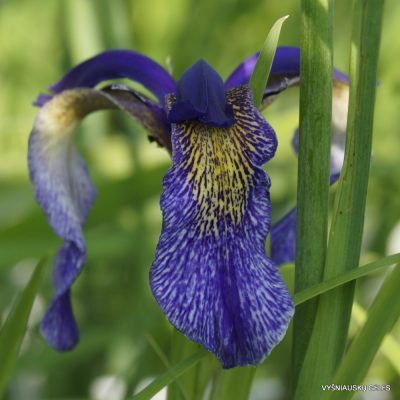 Violet bulleyana blumen in garten borders