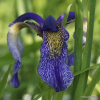 Violet bulleyana blumen in garten borders