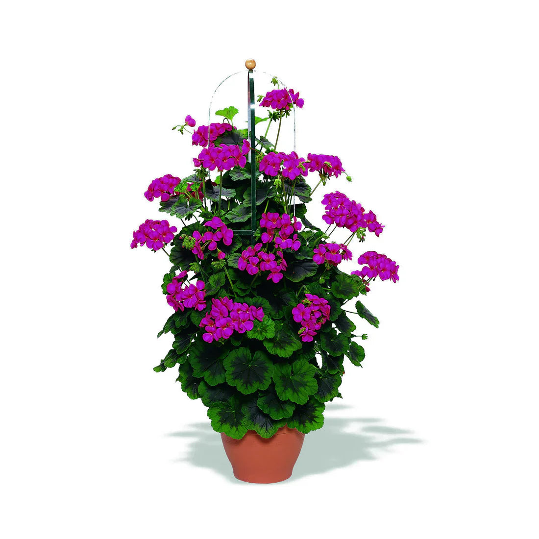 Violet climbing geranium blume samen for vibrant garten anpflanzung
