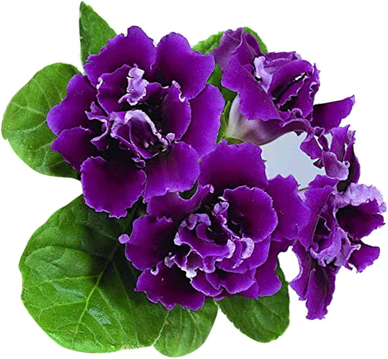 Violet dark gloxinia blume samen for anpflanzung