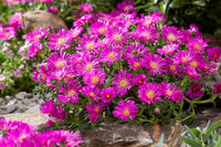 Violet delosperma flowering samen for anpflanzung