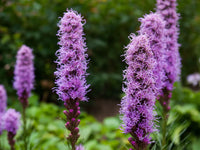 Violet gayfeather samen anpflanzung and wachsend guide