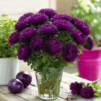 dunkel Violett Aster Blumensamen zur Aussaat Halbschatten verträglich Traditionssorte & ohne Gentechnik Samen Hausgarten