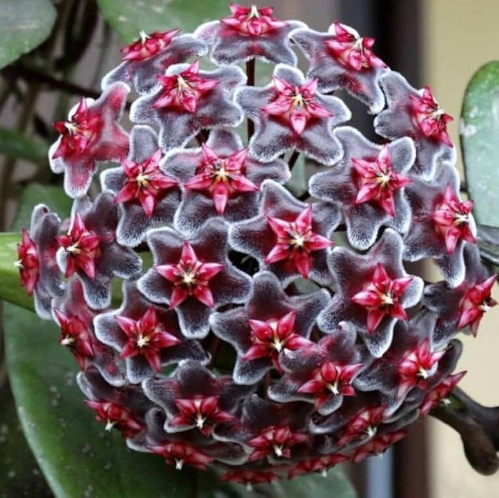 Violet hoya blume samen for anpflanzung