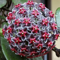 Violet hoya blume samen for anpflanzung