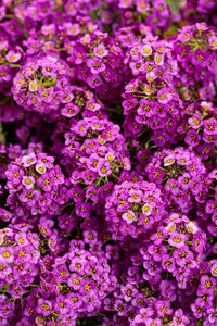 Alyssum (alyssum ground) samen for anpflanzung in home garten
