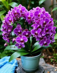 Violet orchid blume samen for anpflanzung