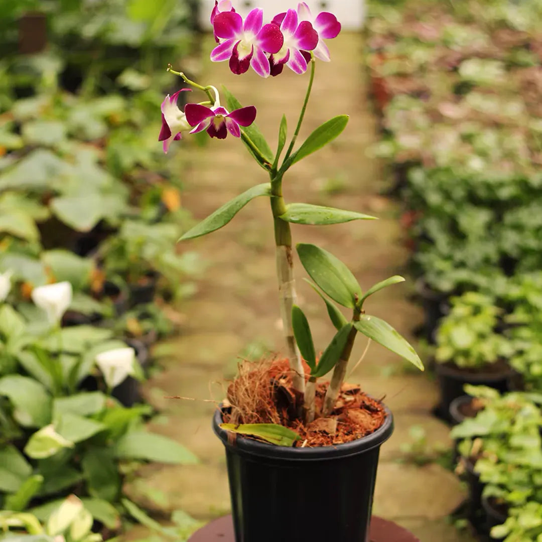 Potted violet orchid pflanze for home décor