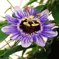 Violet passion blume samen for anpflanzung