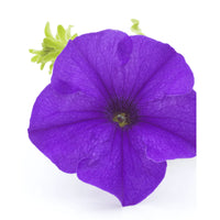 Violet petunia blume samen for vibrant garten anpflanzung