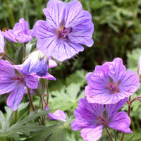 Violet rot geranium samen for anpflanzung