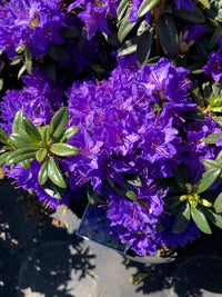 Violet rhododendron blumen in full bloom