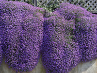 Violet rock cress used as ground cover in rock garten