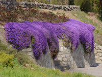 Violet rock cress samen for anpflanzung