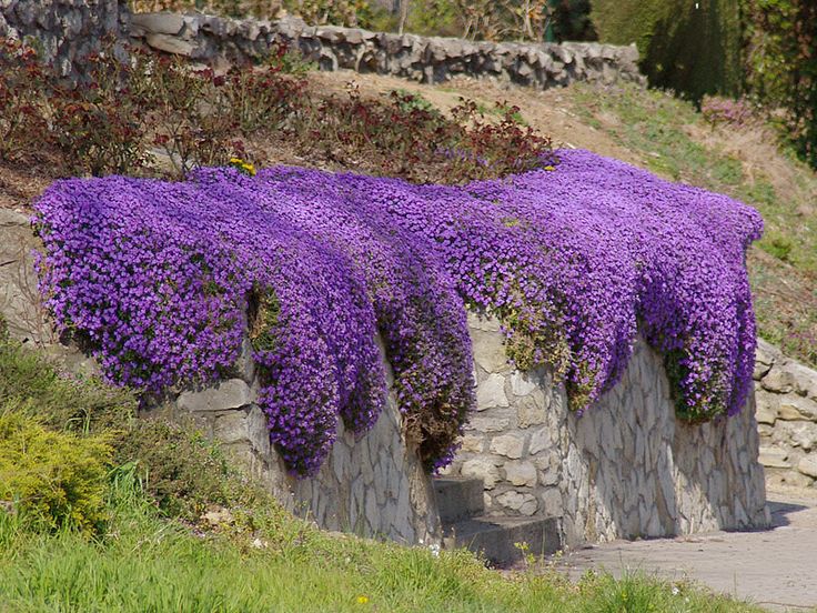 Violet rock cress samen for anpflanzung