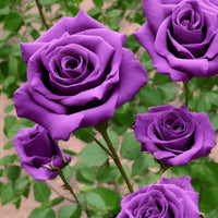 Violet rose samen for anpflanzung
