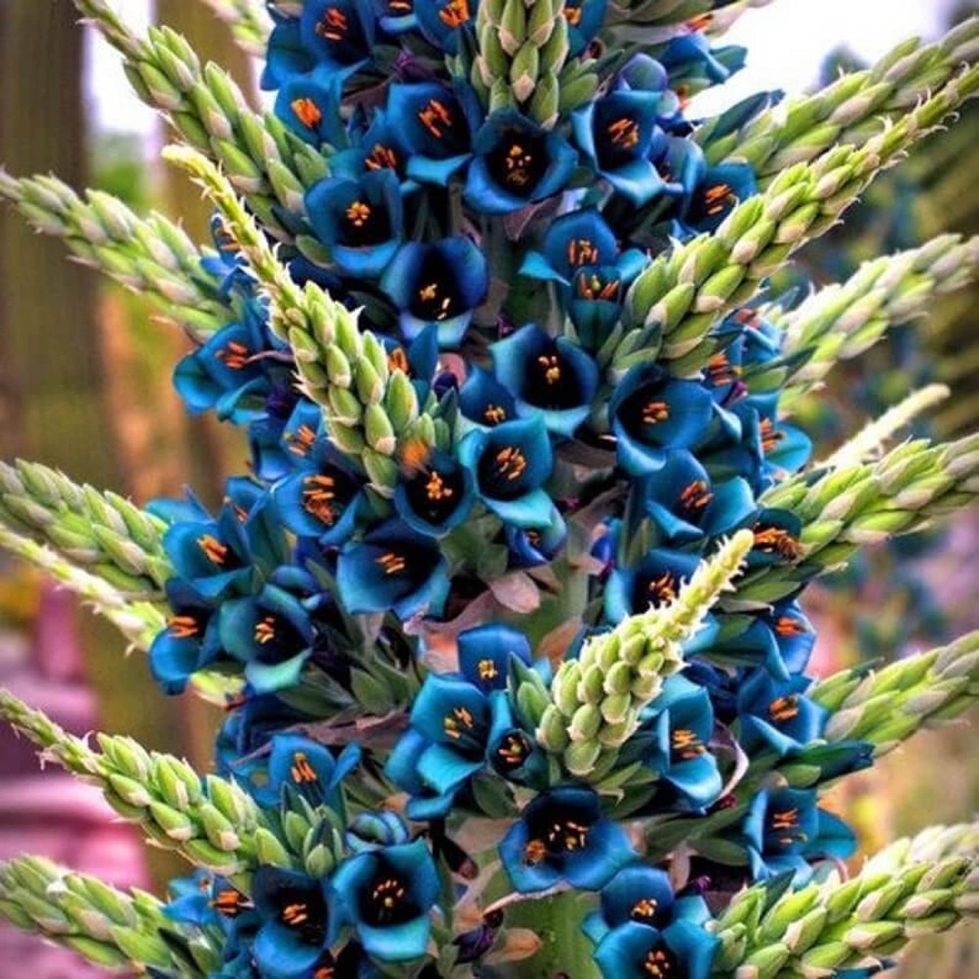Violet sapphire tower pflanze samen for anpflanzung – exotic garten blooms